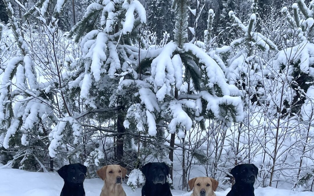 God Jul & Gott Nytt År