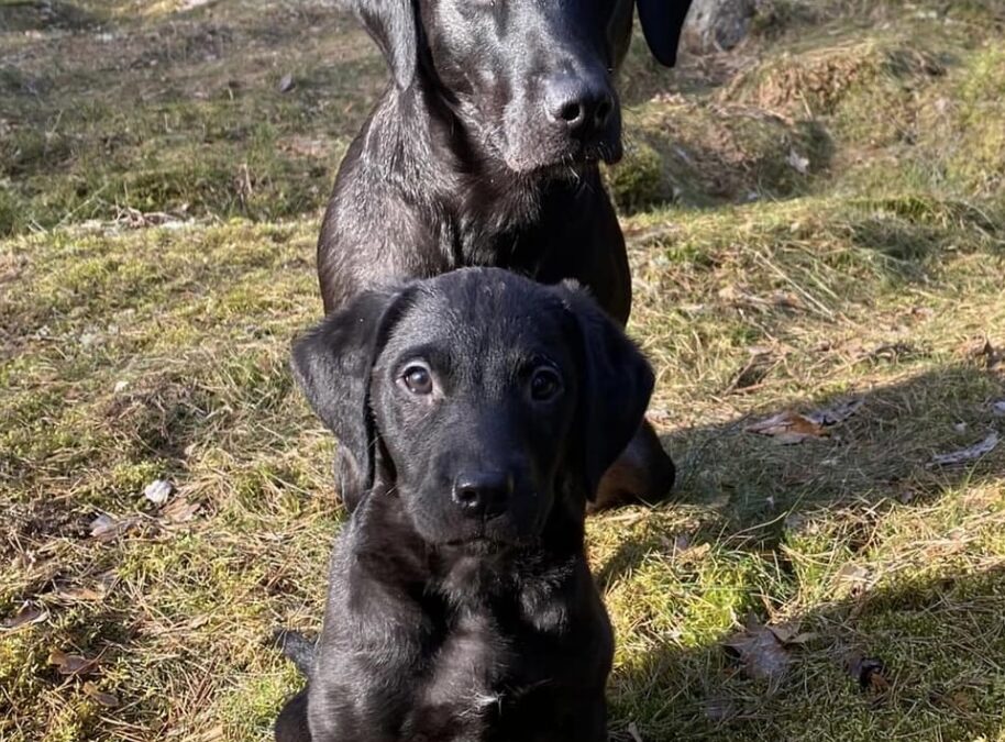 Lena och Jazza startat öppenklass i Hofors